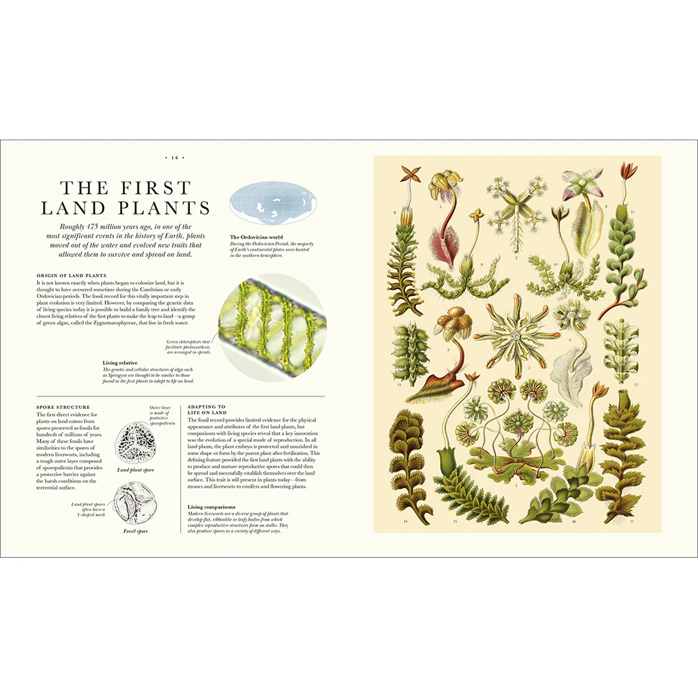 Atlas of Botany: An Exploration of Plants Across Time and Around the World - Image 6