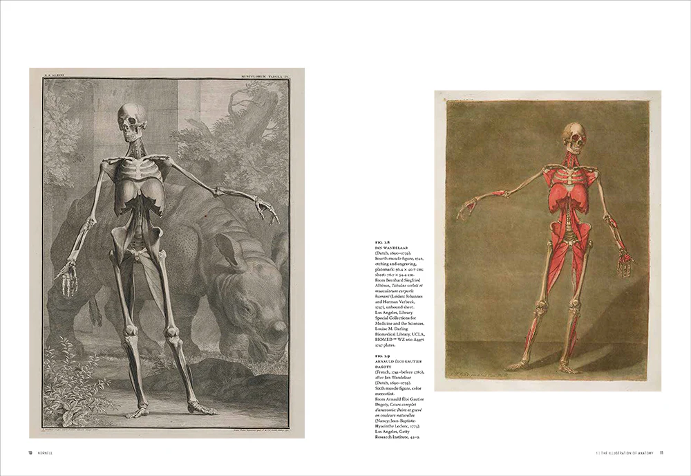 Flesh and Bones: The Art of Anatomy - Image 3