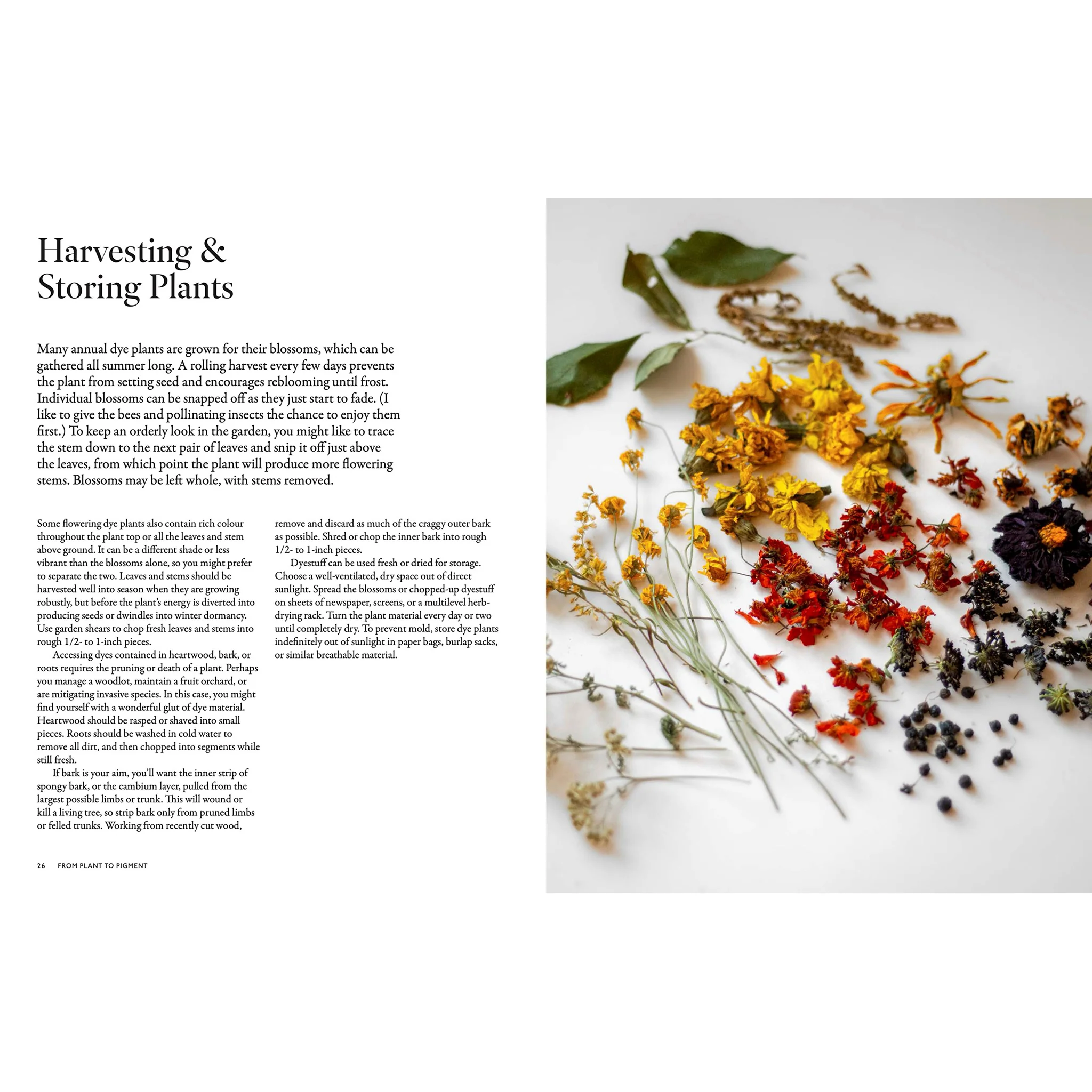 From Plant to Pigment: How to make your own vibrant inks, pastels and paints - Image 2