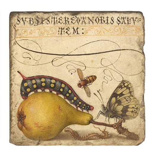 Joris Hoefnagel Magnet - Image 7