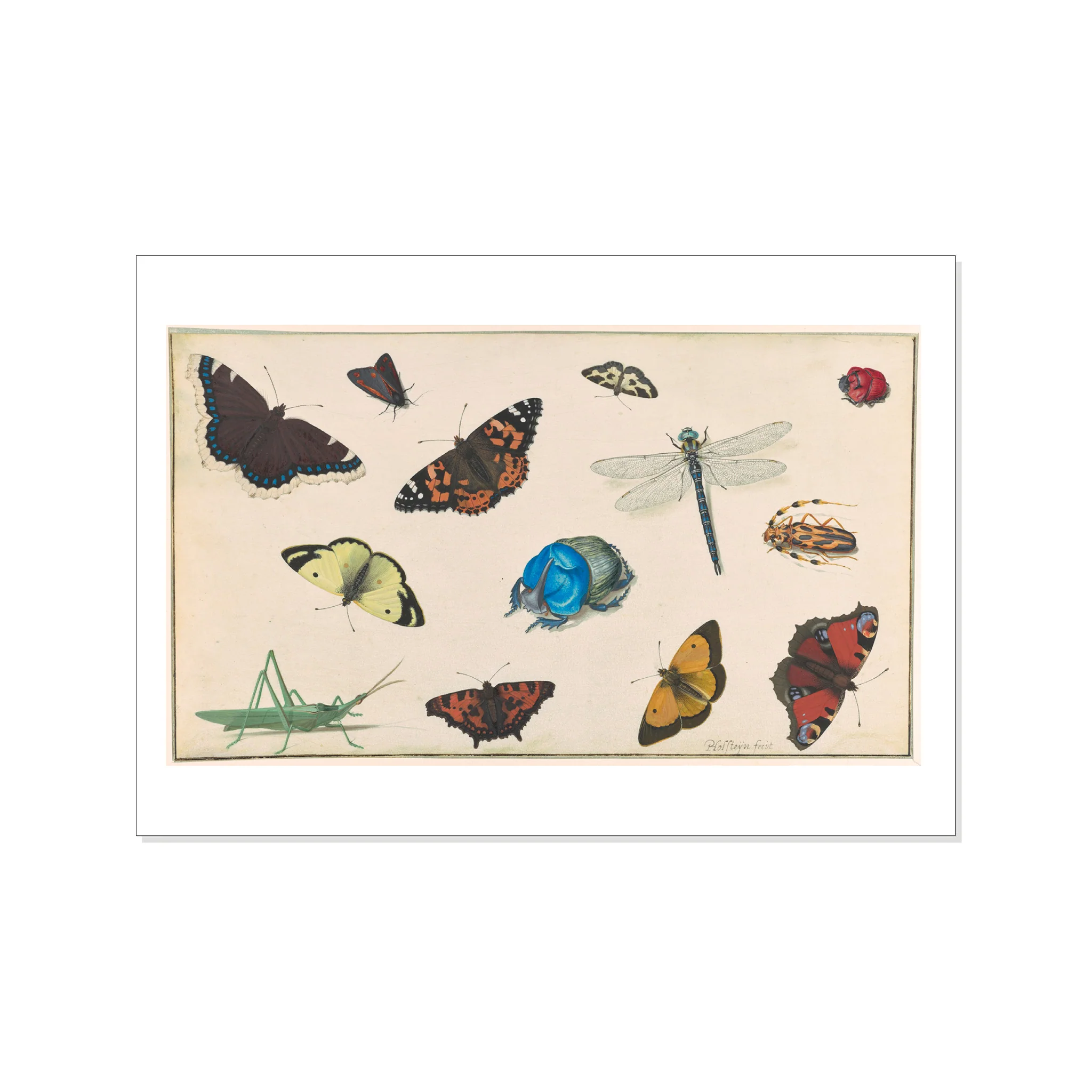 Holsteyn II - Sheet of Studies of a Dragonfly, Grasshopper, Butterflies, Moths, and Beetles - Postcard