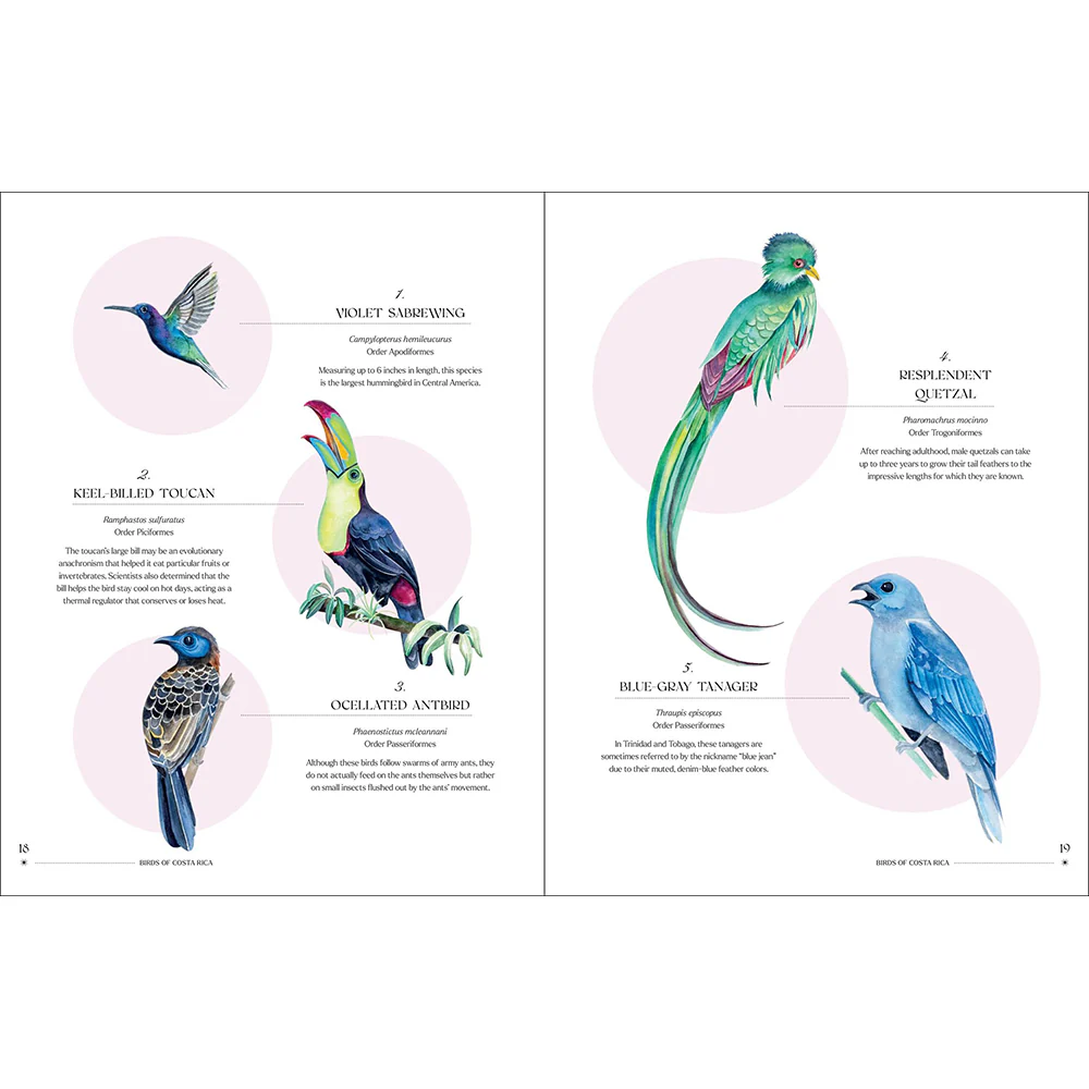 The Illuminated Book of Birds - Image 4