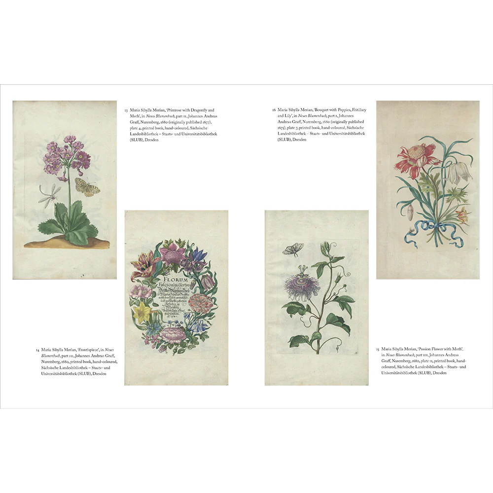 Maria Sibylla Merian - Image 3