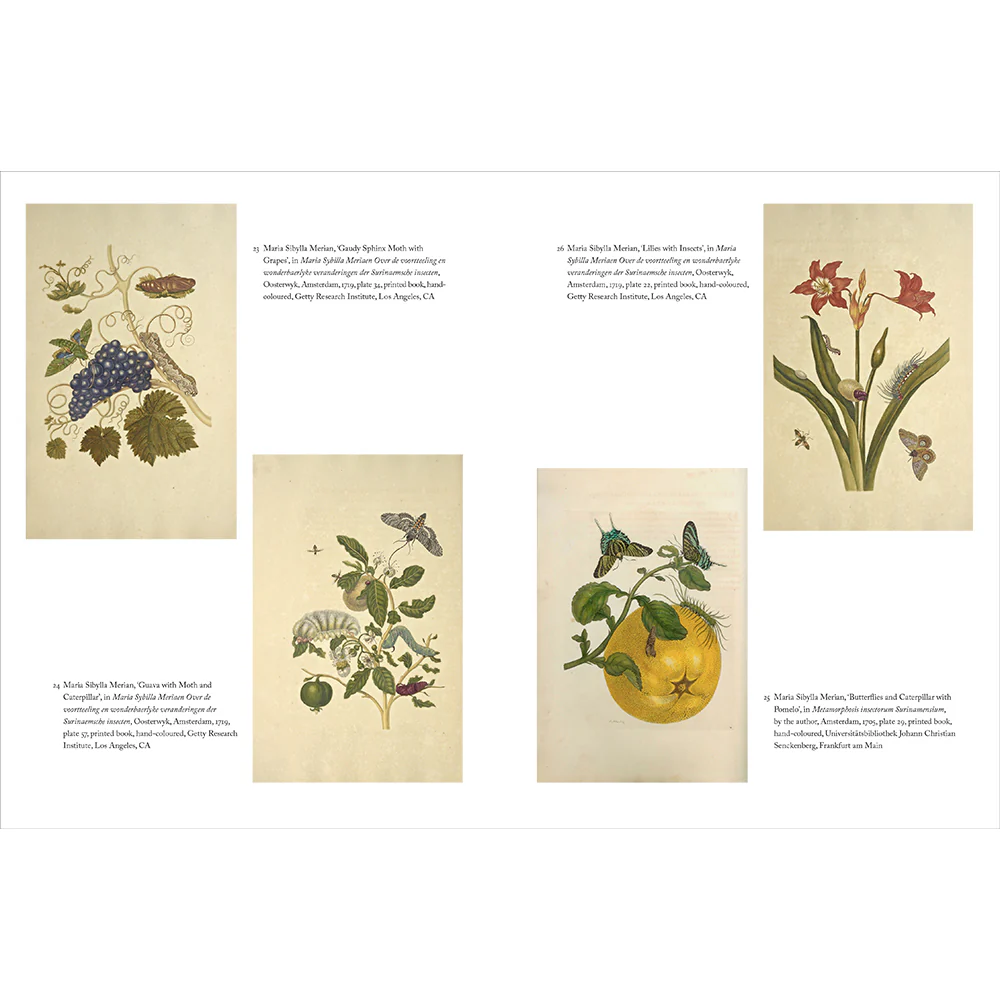 Maria Sibylla Merian - Image 5