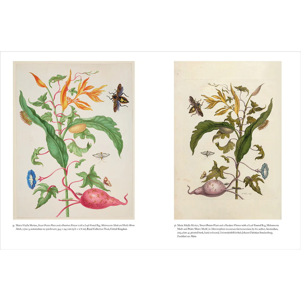 Maria Sibylla Merian - Image 8