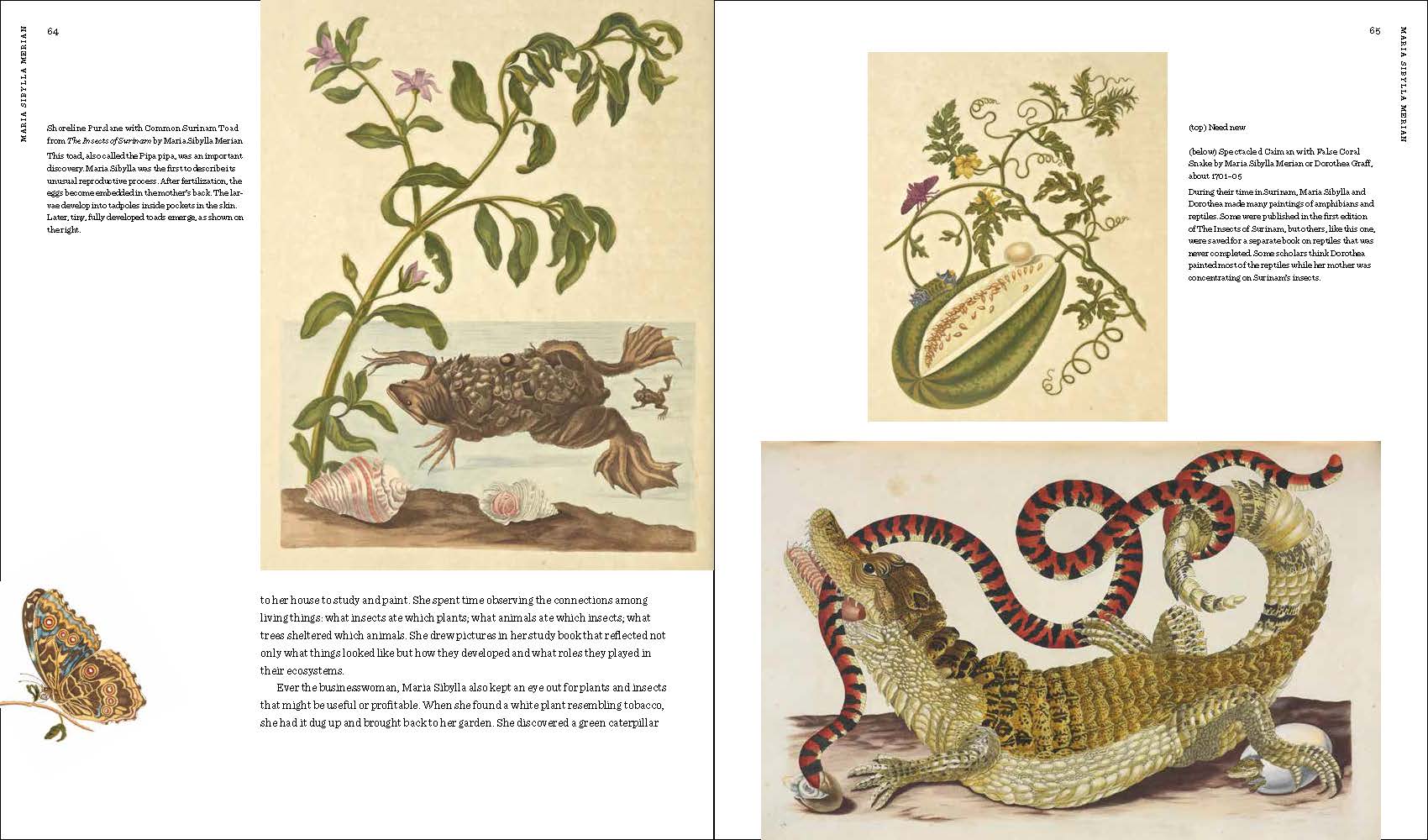 Maria Sibylla Merian: Artist, Scientist, Adventurer - Image 5