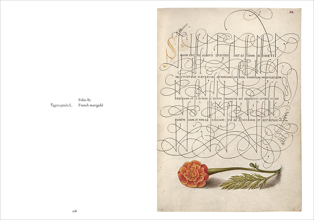 Mira Calligraphiae Monumenta - Image 7