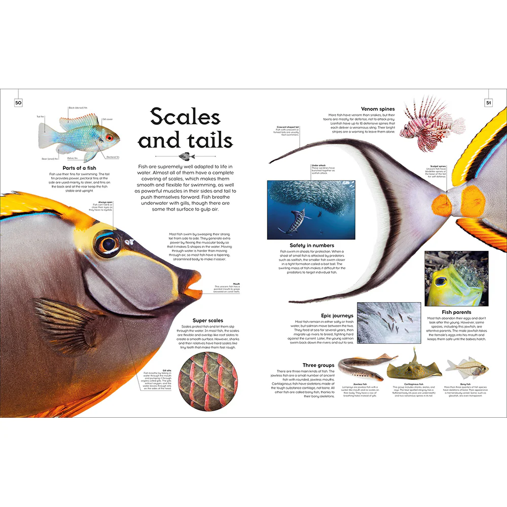 Shapes of Nature: A Kaleidoscope of the Natural World - Image 2