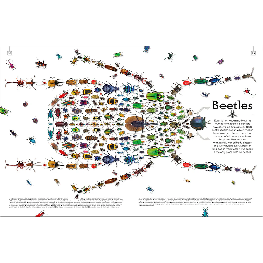 Shapes of Nature: A Kaleidoscope of the Natural World - Image 5