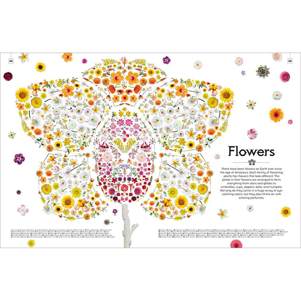 Shapes of Nature: A Kaleidoscope of the Natural World - Image 6