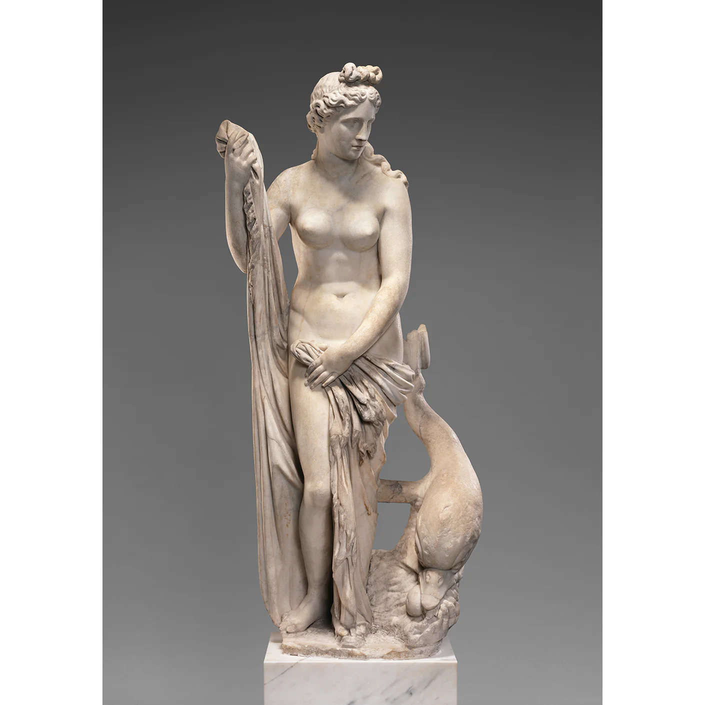 Venus - Reproduction - Image 4